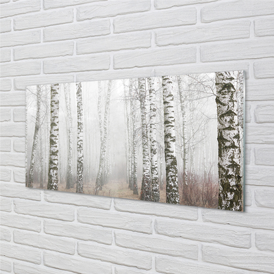 Obraz akrylowy Mgła brzozy