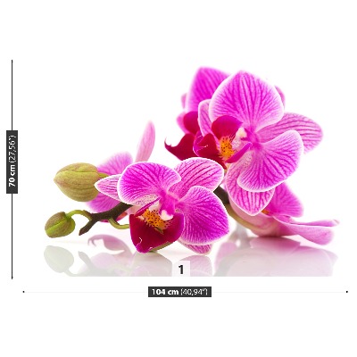 Fototapeta Kwiaty orchidei
