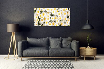 Obraz Akrylowy Stokrotki Kwiaty
