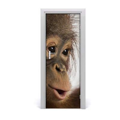 Naklejka samoprzylepna na drzwi Młody orangutan