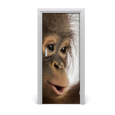 Naklejka samoprzylepna na drzwi Młody orangutan