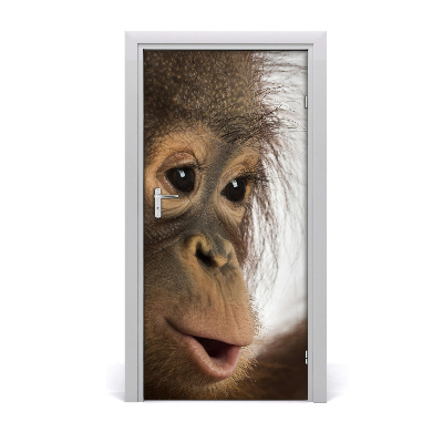Naklejka samoprzylepna na drzwi Młody orangutan