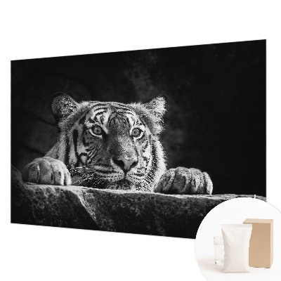 Fototapeta na ścianę Drapieżne spojrzenie