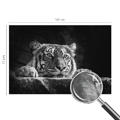 Fototapeta na ścianę Drapieżne spojrzenie