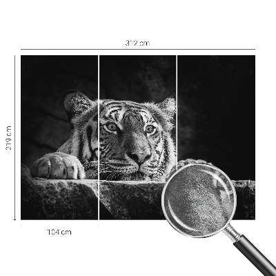 Fototapeta na ścianę z motywem drapieżnego spojrzenia