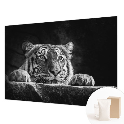 Fototapeta na ścianę Drapieżne spojrzenie