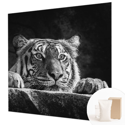 Fototapeta na ścianę Drapieżne spojrzenie