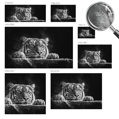 Fototapeta na ścianę Drapieżne spojrzenie