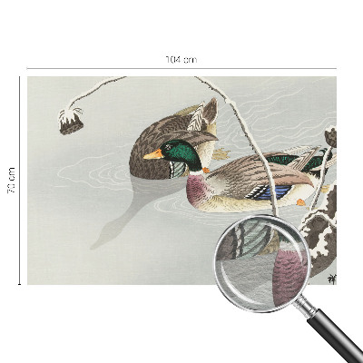 Tapeta fotograficzna Spokojne kaczki