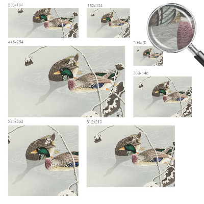 Tapeta fotograficzna Spokojne kaczki