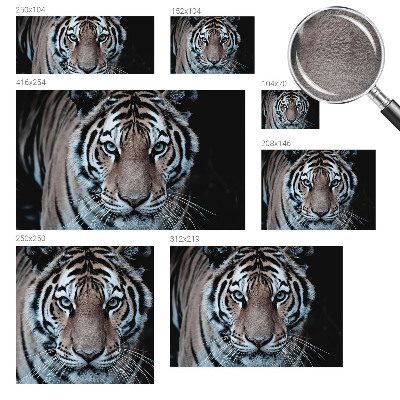 Tapeta fotograficzna Tygrysi portret