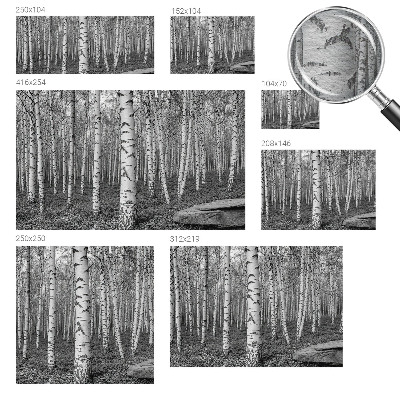 Tapeta fotograficzna z motywem brzozowego lasu