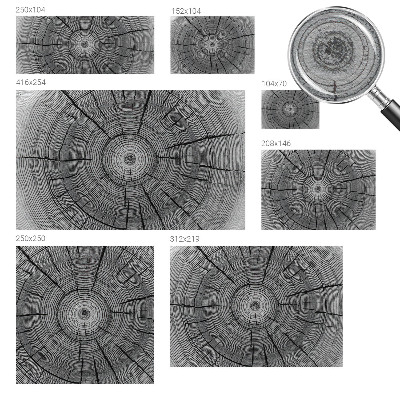 Tapeta fotograficzna z motywem leśnej harmonii