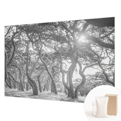 Fototapeta na ścianę z motywem klimatycznego lasu