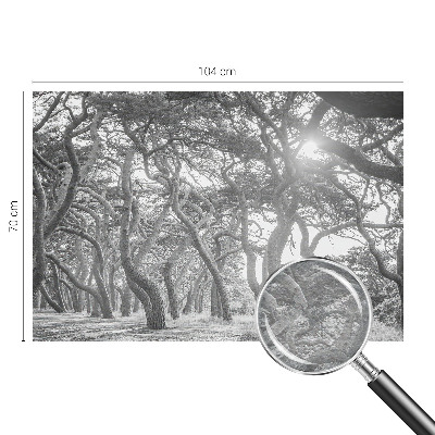 Fototapeta na ścianę Fototapeta na ścianę Klimatyczny las