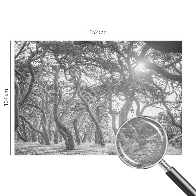 Fototapeta na ścianę Fototapeta na ścianę Klimatyczny las