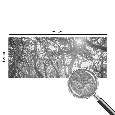 Fototapeta na ścianę Fototapeta na ścianę Klimatyczny las