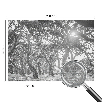 Fototapeta na ścianę Fototapeta na ścianę Klimatyczny las