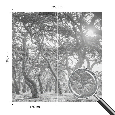 Fototapeta na ścianę Fototapeta na ścianę Klimatyczny las