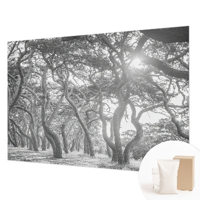 Fototapeta na ścianę Fototapeta na ścianę Klimatyczny las