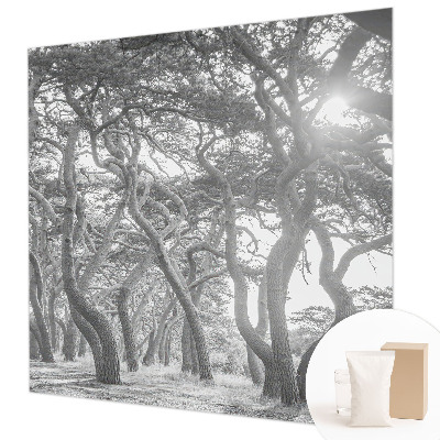 Fototapeta na ścianę Fototapeta na ścianę Klimatyczny las