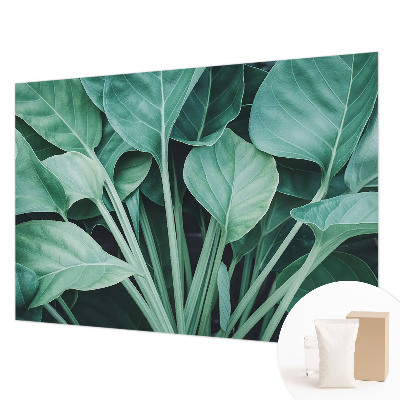 Fototapeta na ścianę Zielona natura