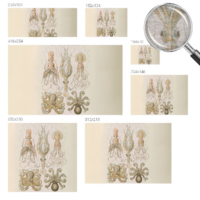 Dekoracyjna fototapeta na ścianę Dekoracyjna fototapeta na ścianę Morskie życie