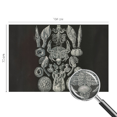 Fototapeta fizelinowa z nadrukiem Fototapeta fizelinowa z nadrukiem Podwodne formy