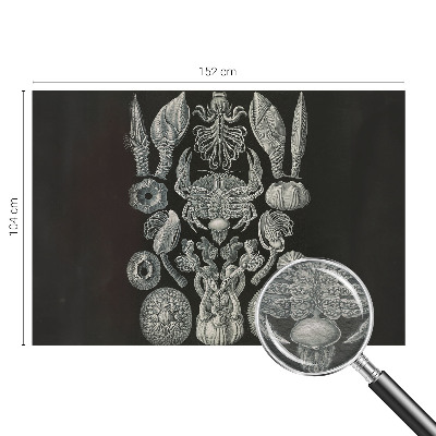 Fototapeta fizelinowa z nadrukiem Fototapeta fizelinowa z nadrukiem Podwodne formy