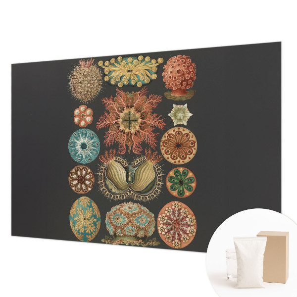 Dekoracyjna fototapeta na ścianę Dekoracyjna fototapeta na ścianę Morskie inspiracje