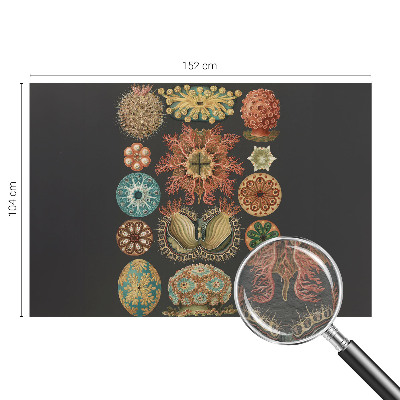 Dekoracyjna fototapeta na ścianę Dekoracyjna fototapeta na ścianę Morskie inspiracje