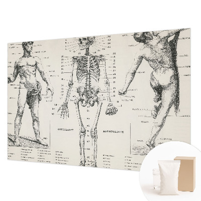 Dekoracyjna fototapeta na ścianę z motywem klasycznej anatomii