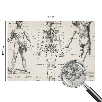 Dekoracyjna fototapeta na ścianę z motywem klasycznej anatomii