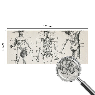 Dekoracyjna fototapeta na ścianę z motywem klasycznej anatomii