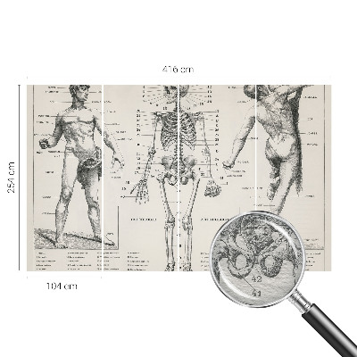 Dekoracyjna fototapeta na ścianę z motywem klasycznej anatomii
