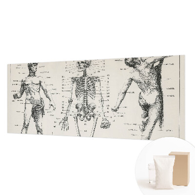 Dekoracyjna fototapeta na ścianę z motywem klasycznej anatomii