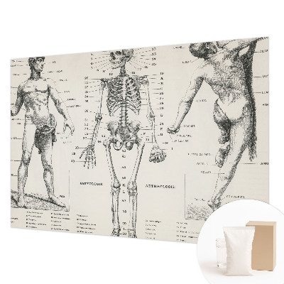Dekoracyjna fototapeta na ścianę z motywem klasycznej anatomii