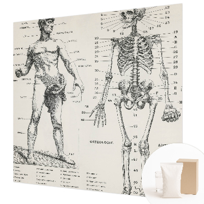 Dekoracyjna fototapeta na ścianę z motywem klasycznej anatomii