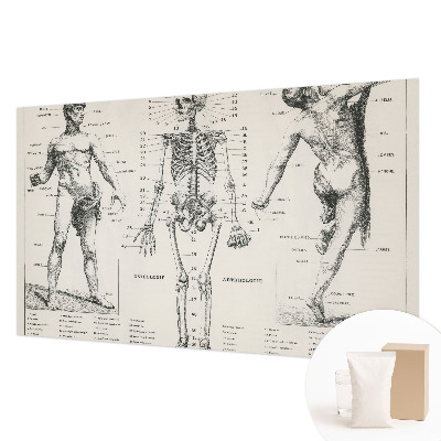 Dekoracyjna fototapeta na ścianę z motywem klasycznej anatomii