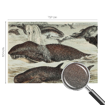 Fototapeta na ścianę Morskie stworzenia