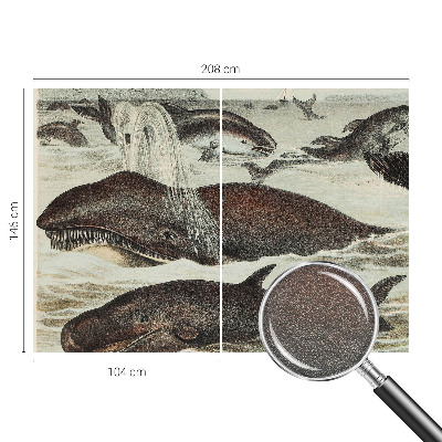 Fototapeta na ścianę Morskie stworzenia