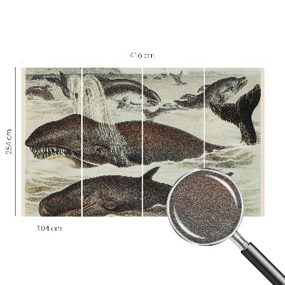 Fototapeta na ścianę Morskie stworzenia