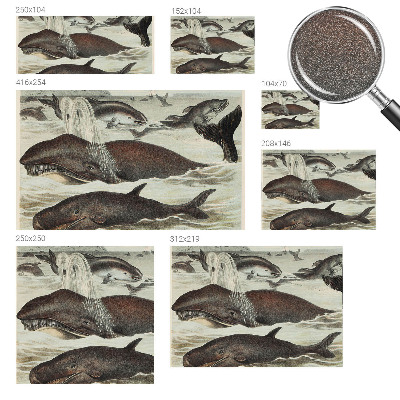 Fototapeta na ścianę Morskie stworzenia