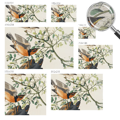 Fototapeta na ścianę Barwne ptaki