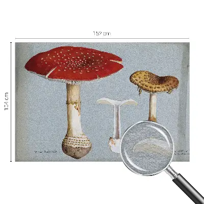 Fototapeta fizelinowa z nadrukiem z motywem grzybowych rycin