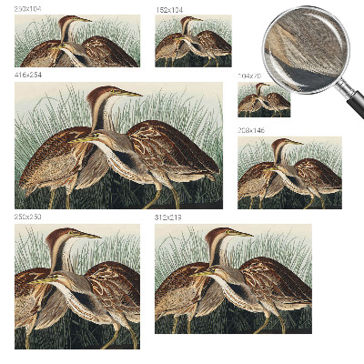 Tapeta fotograficzna fizelinowa Ptaki realistyczne