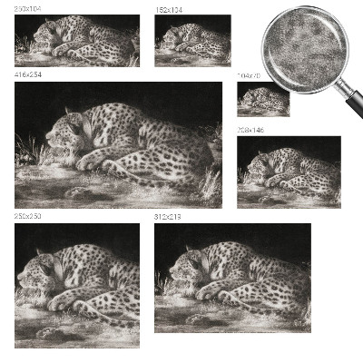 Dekoracyjna fototapeta na ścianę Lampart spoczynek