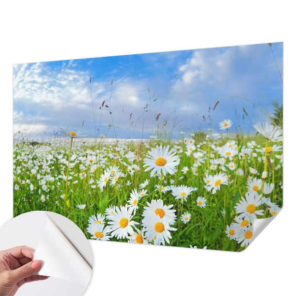 Tapeta fotograficzna z motywem letniej łąki
