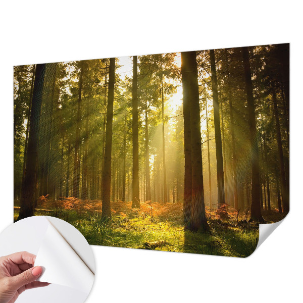 Fototapeta samoprzylepna do sypialni z motywem leśnego poranka