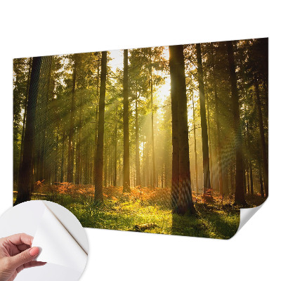 Fototapeta samoprzylepna do sypialni z motywem leśnego poranka